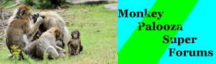 Monkey Palooza