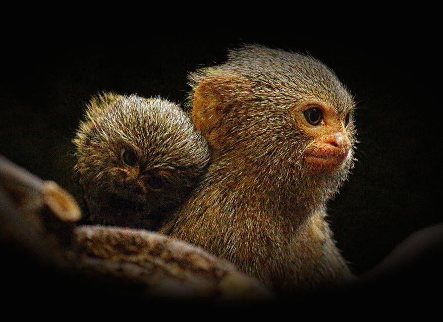 Little Monkeys